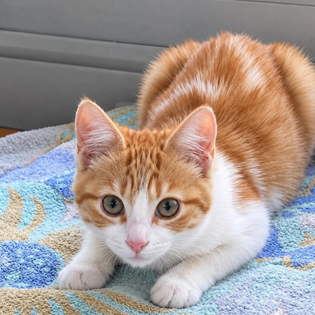 Adopter Vanille