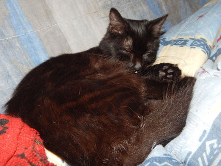 Adopter Taram