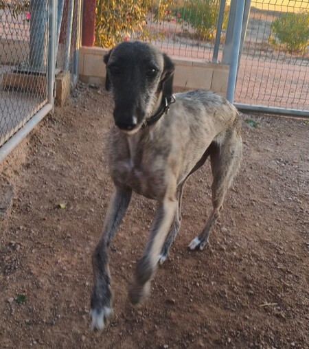 Adopter Fanny