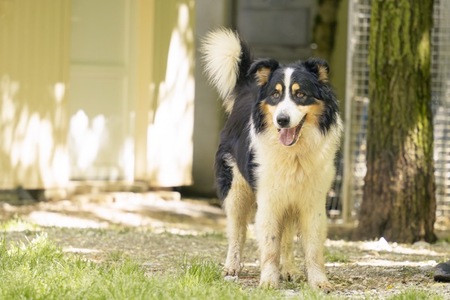 Adopter Newton