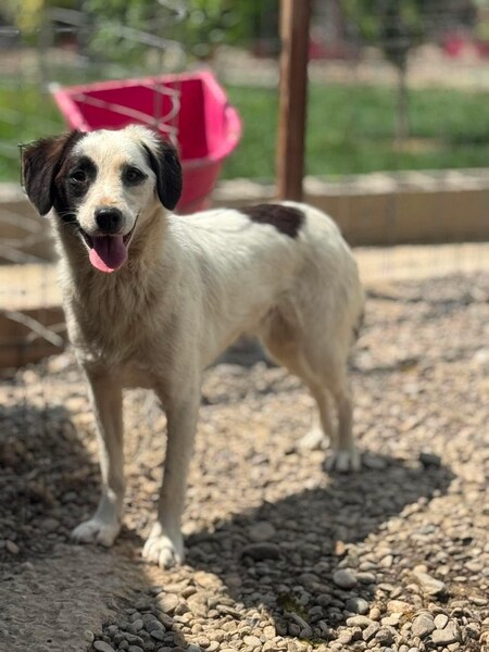 Adopter Lilo
