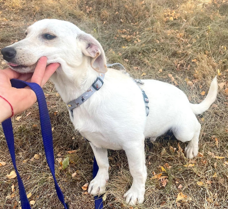 Adopter BRUNO, chien de Ukraine!