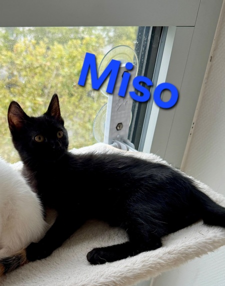 Adopter Miso 2 Mois