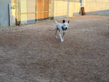 Adopter Tayson