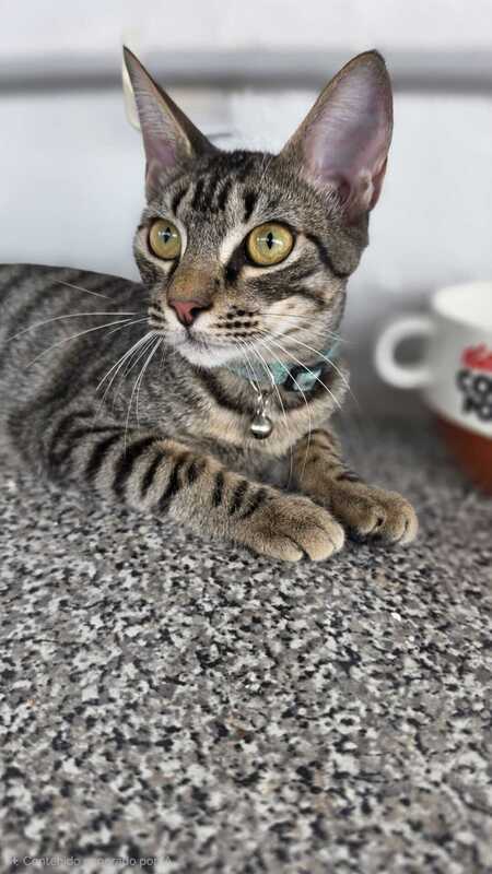 Adopter LOTY