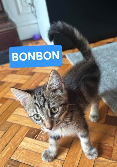 Adopter BONBON