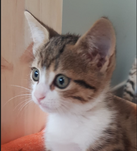 Adopter Barnabé