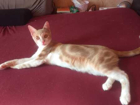 Adopter Banzaï