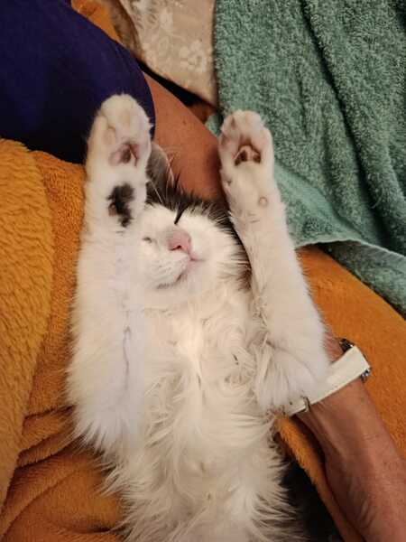 Adopter Hestia