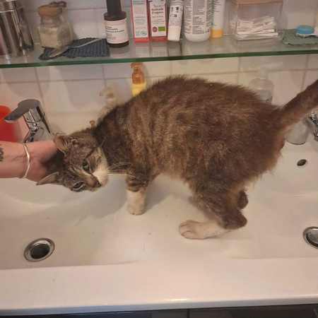 Adopter Bernard