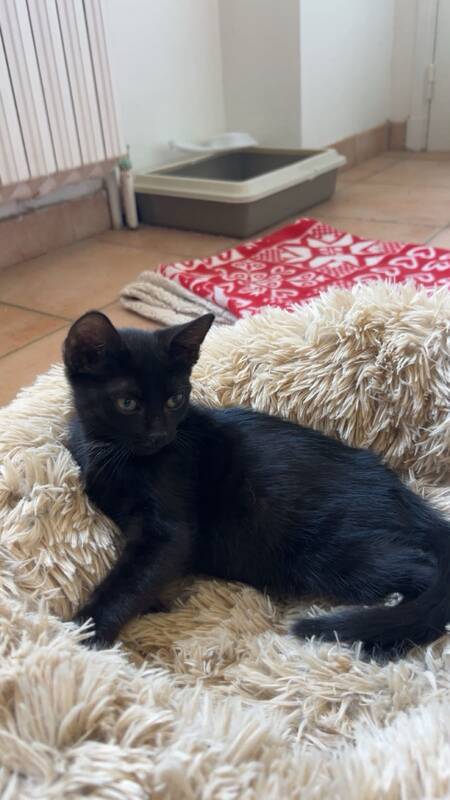 Adopter Moon