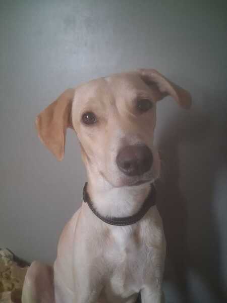 Adopter Star