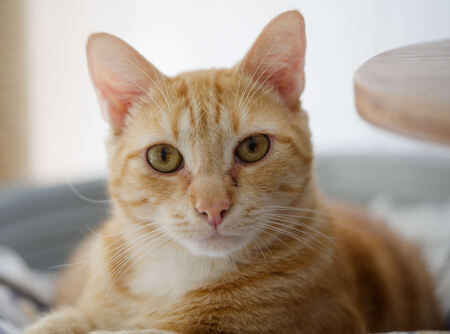Adopter Mufassa