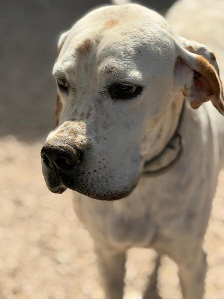 Adopter Blanquita