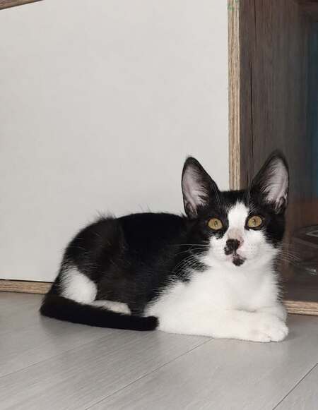 Adopter Budy