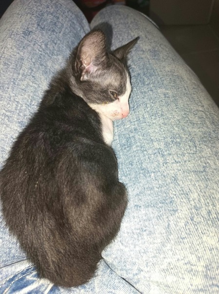 Adopter Babouche