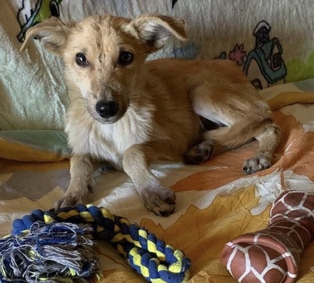 Adopter Illio
