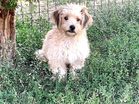 Adopter Locky