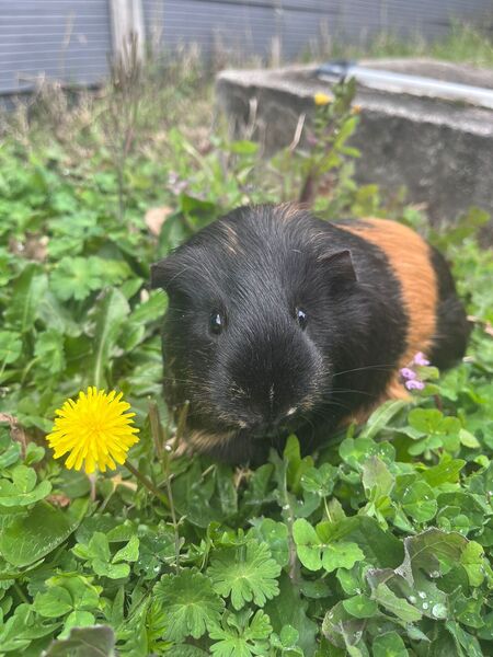 Adopter Little