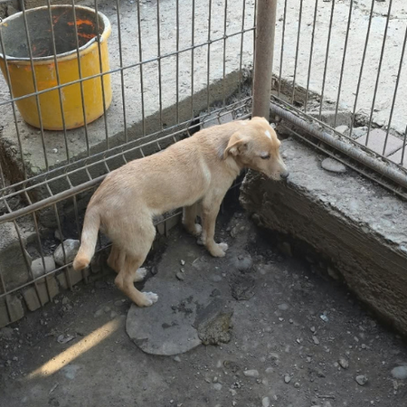 Adopter Cheyenne