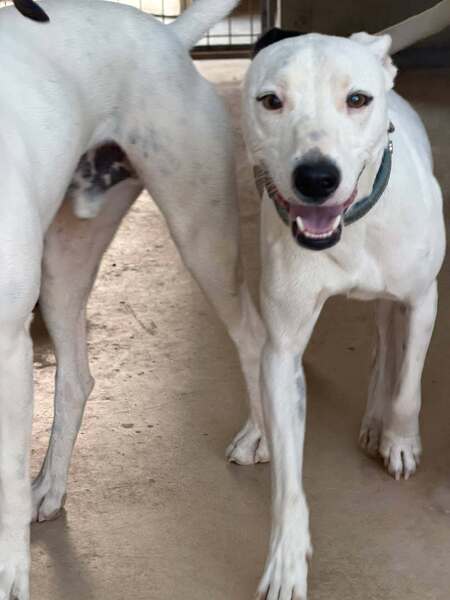Adopter Tayson