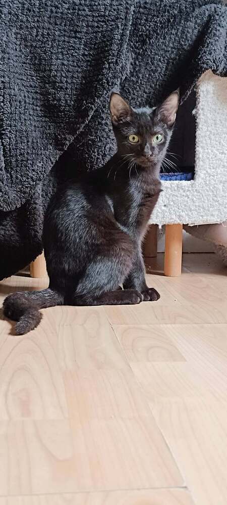 Adopter Brixia