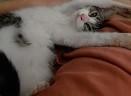 Adopter Griotte