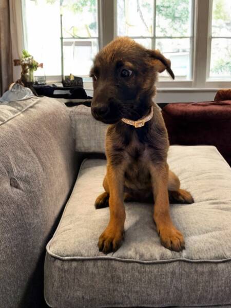 Adopter Yaska