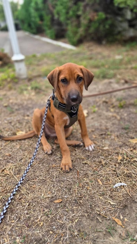 Adopter Cavale