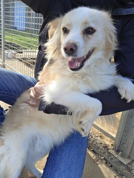 Adopter Baklava