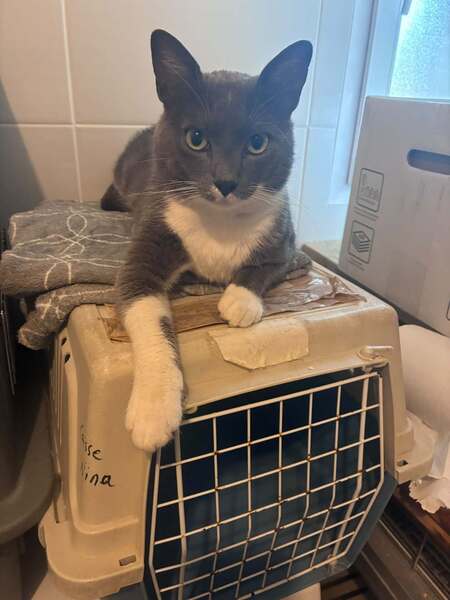 Adopter Doumé