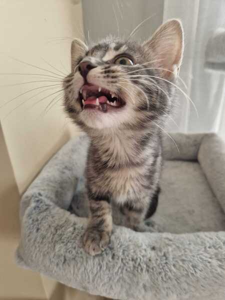 Adopter Chocominette