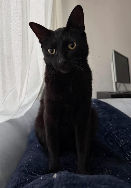 Adopter Cacahuète 