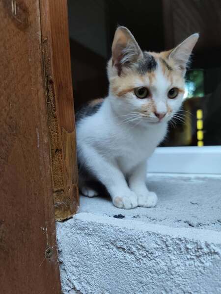 Adopter Bria