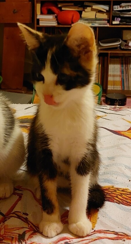 Adopter Betty Boop
