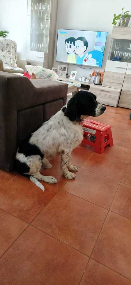 Adopter Macarrón