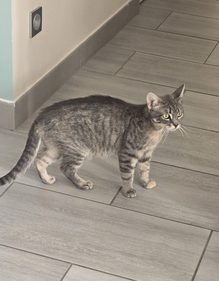 Adopter Raya
