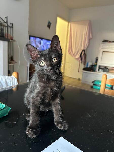 Adopter BALOO