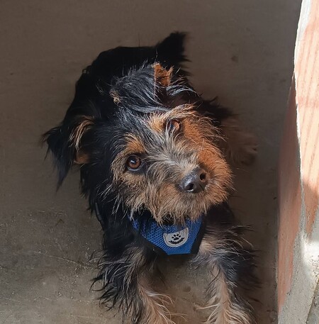 Adopter Blas