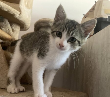 Adopter Bilbo