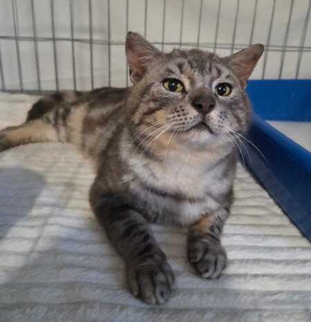 Adopter Rocket