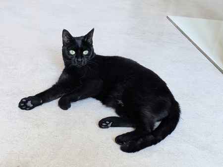 Adopter Thea