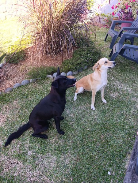 Adopter Canelle