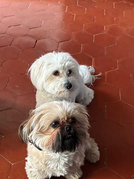 Adopter Maya et Bella