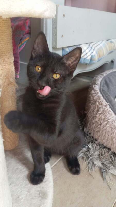 Adopter MILKSHAKE