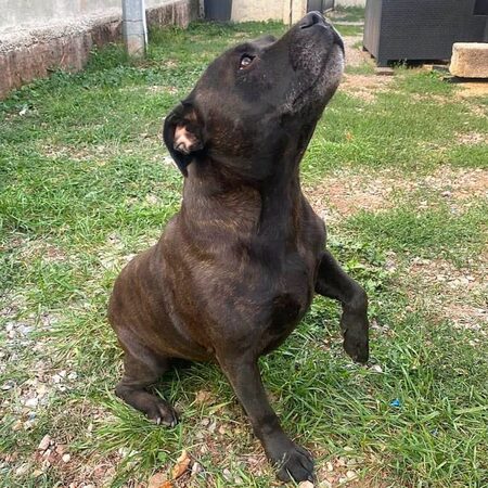 Adopter Sam 