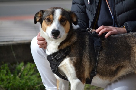 Adopter Mia