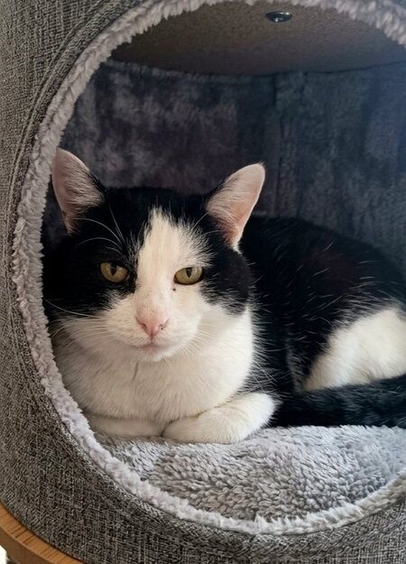 Adopter Félix