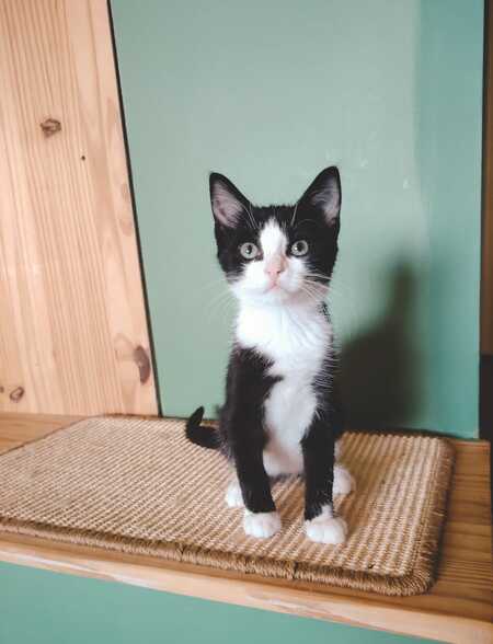 Adopter Bogo