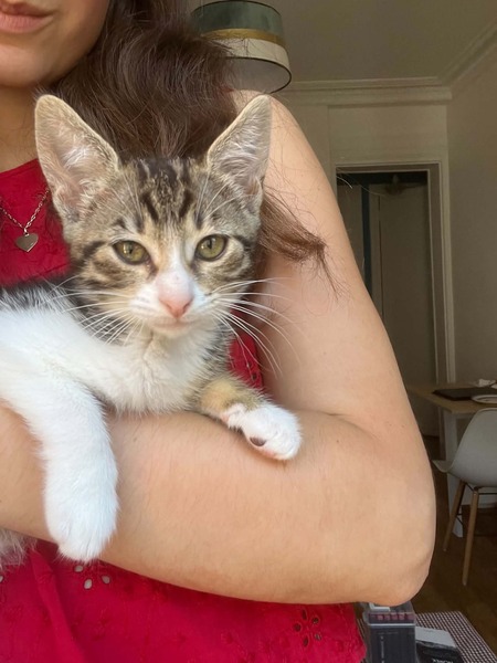 Adopter Mei